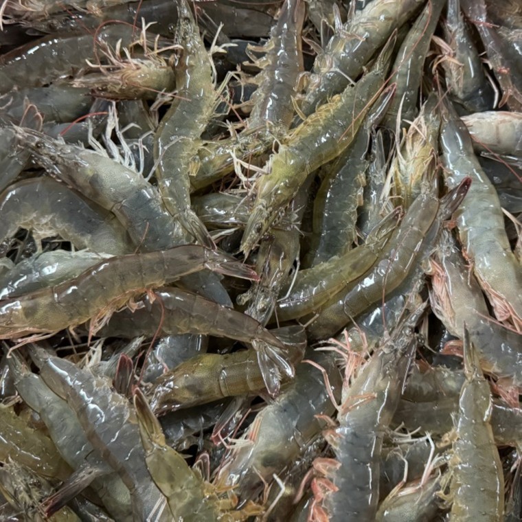 กุ้งขาวสดเกาหลี 1kg