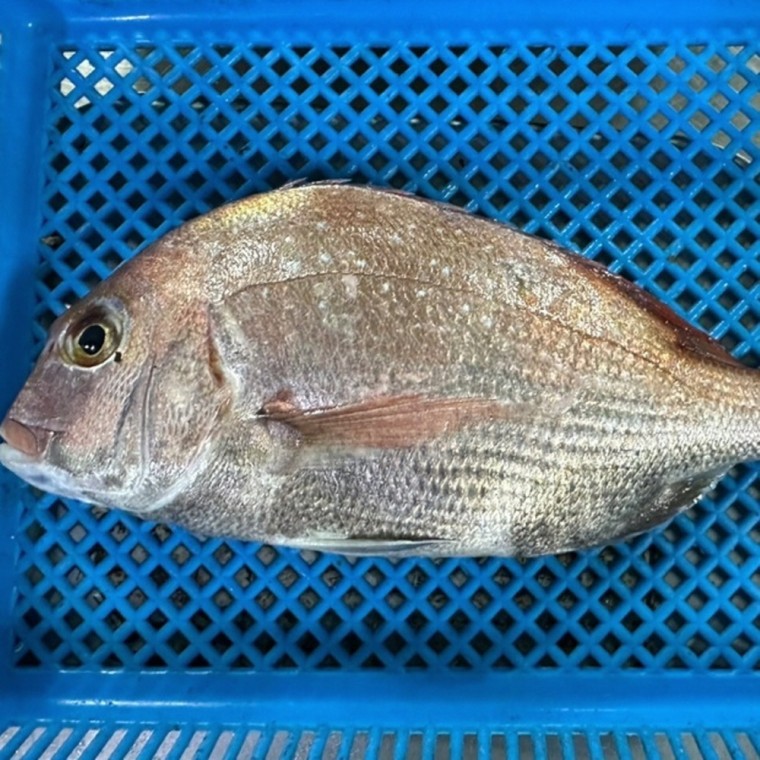 ปลาโดมิทะเลธรรมชาติ 1 ตัว