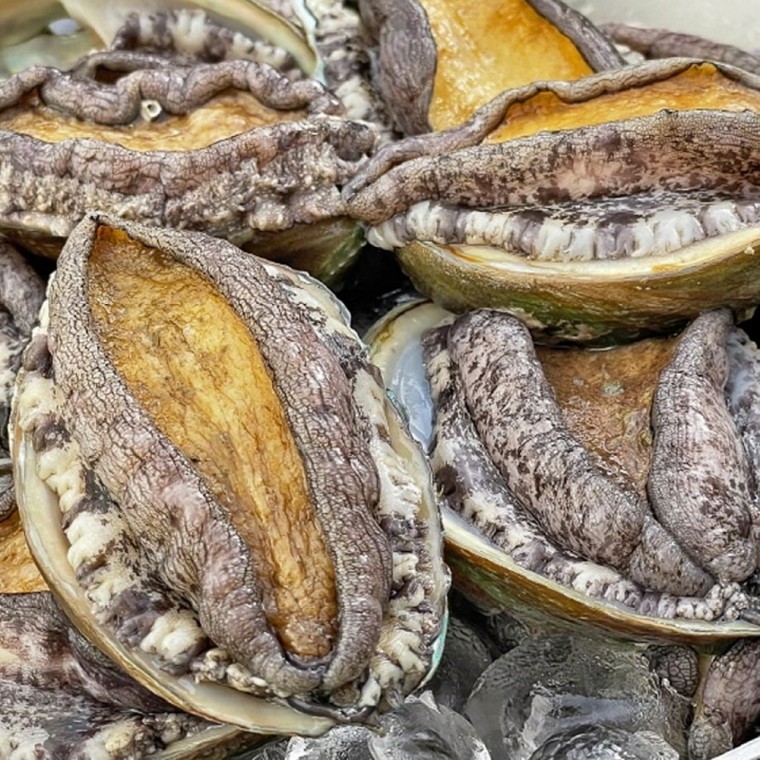 หอยเป๋าฮื้อวานโดสด 1kg (ขนาดใหญ่พิเศษ)