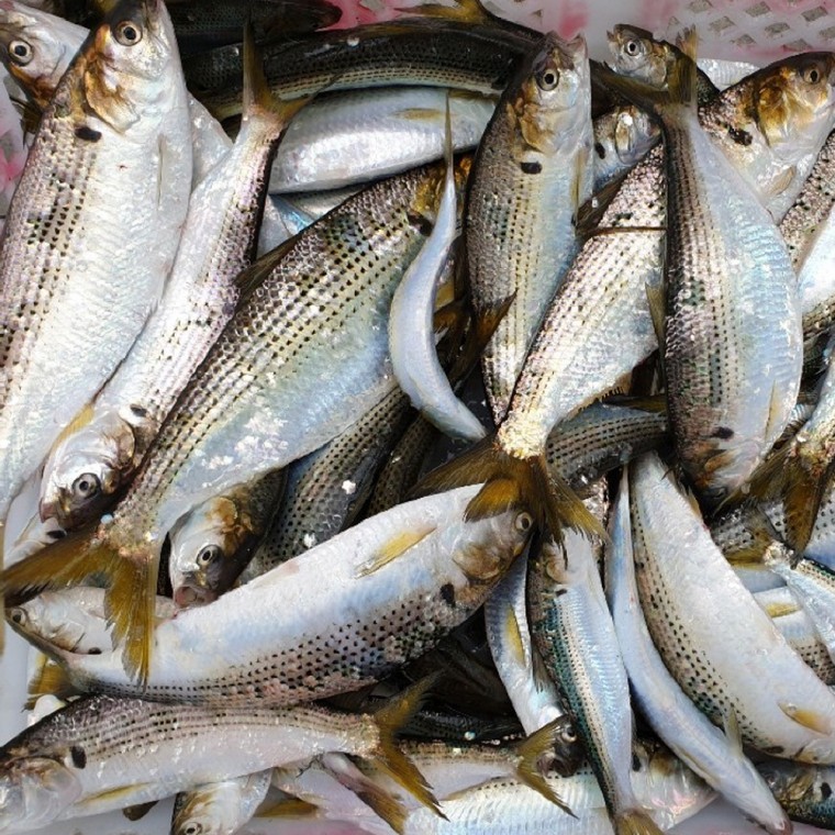 ปลาตะเพียนขาวสดในประเทศ 1kg